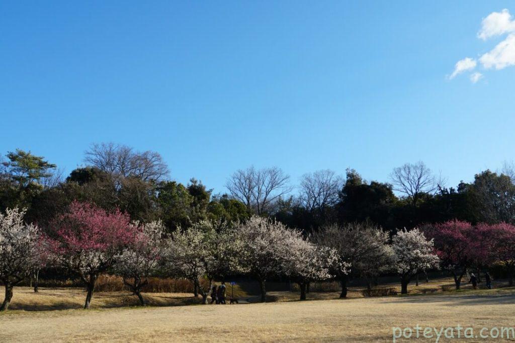 芝生からみた大高緑地の梅林