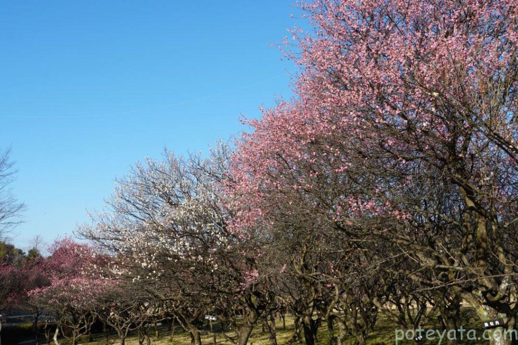 大高緑地にある梅林