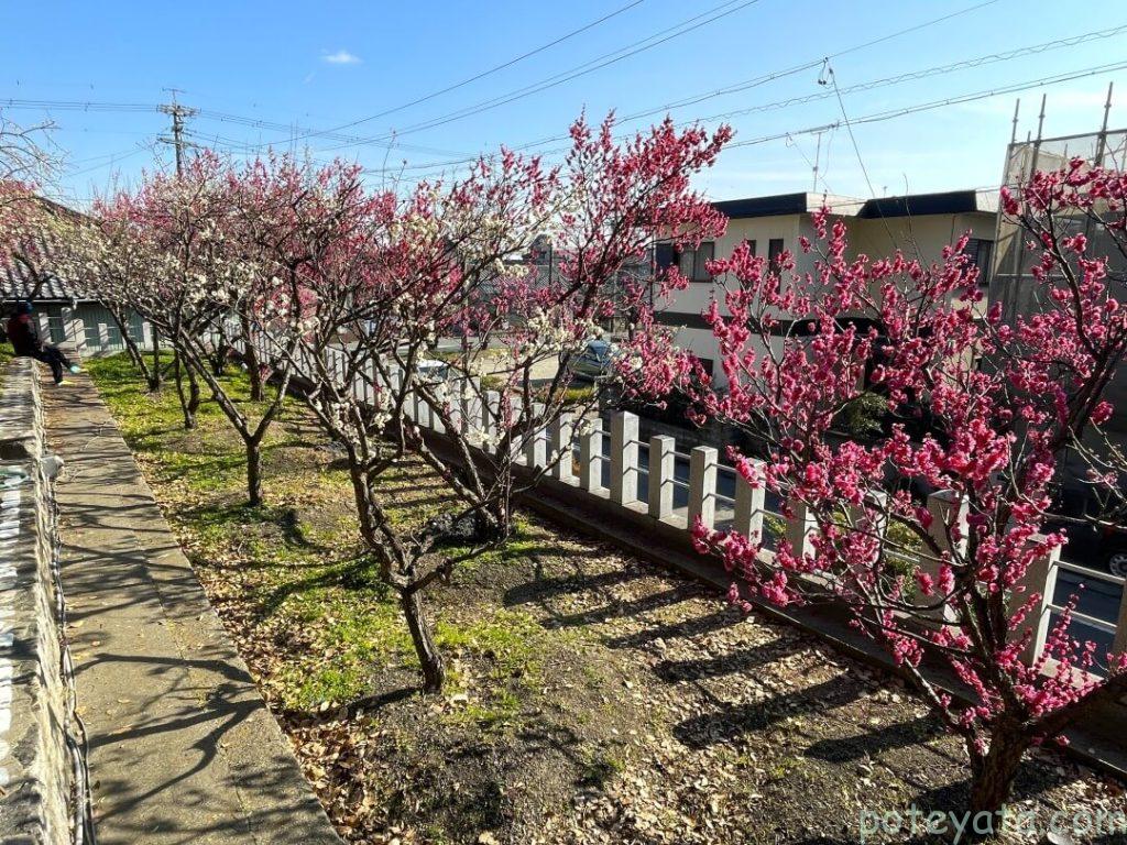 天満神社の中にある梅の木