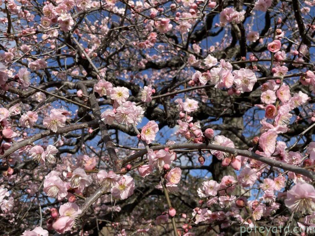 愛知県植木センターの満開の梅の木