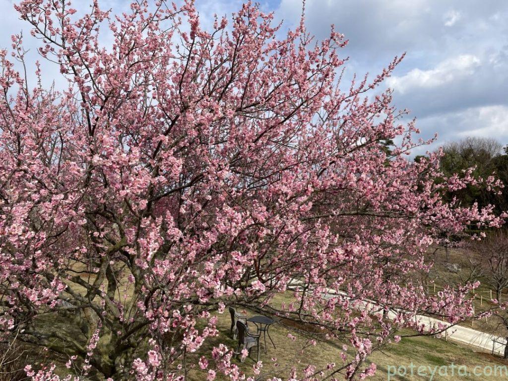かざはやの里に咲く梅の花の木