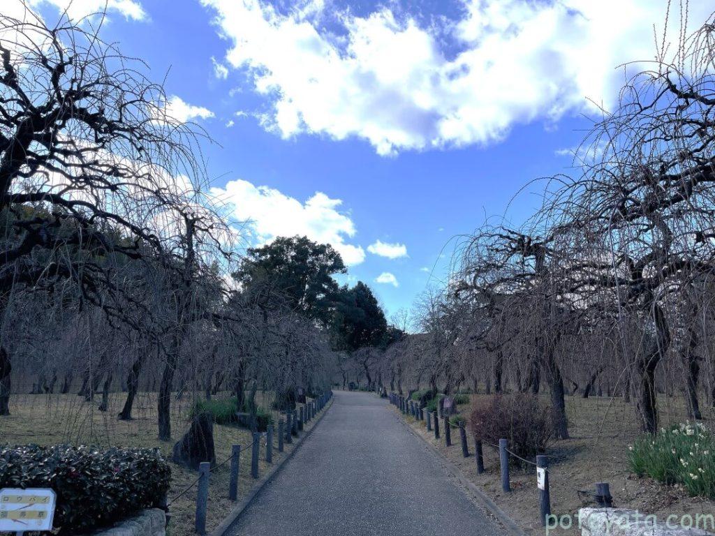 しだれ梅まつり前日のdelaふぁーむの景色