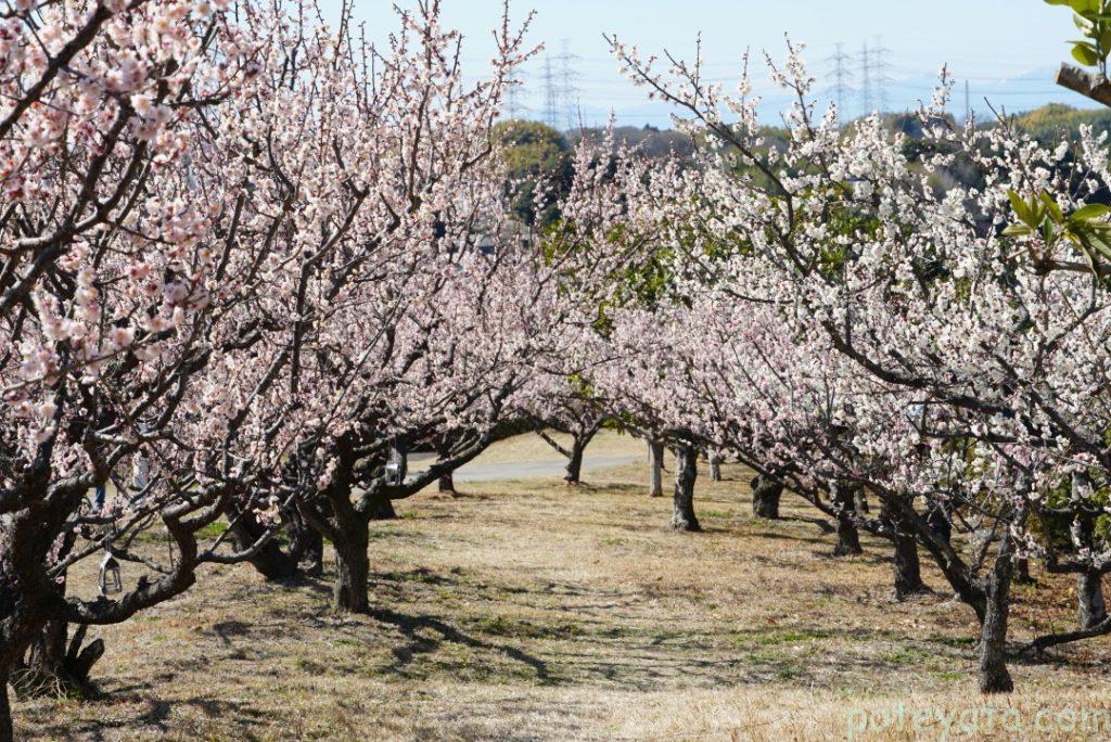 佐布里池公園に咲く満開の梅の花