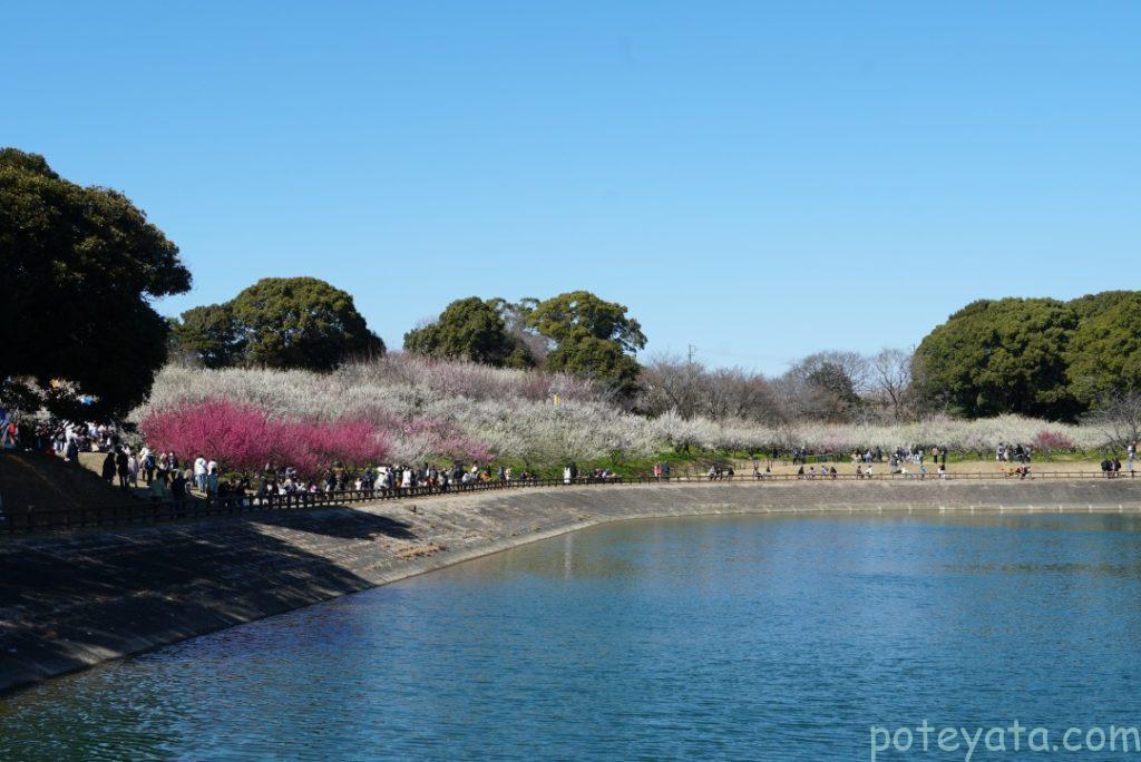 佐布里池の周りに咲く梅の花の風景