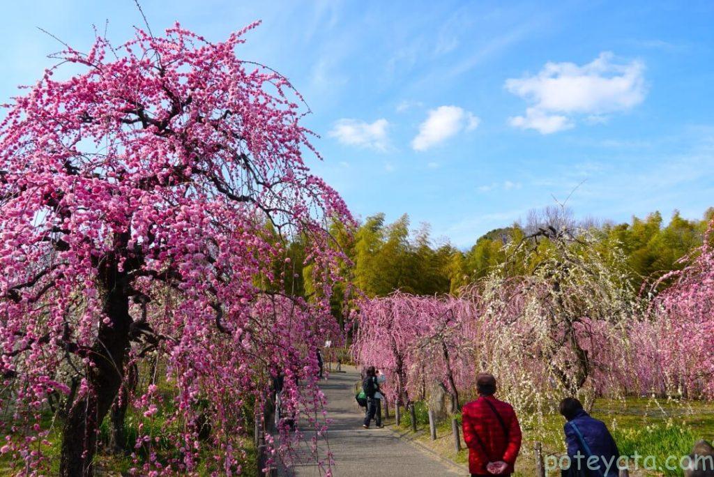 delaふぁーむの梅園の中に咲く満開の梅の花