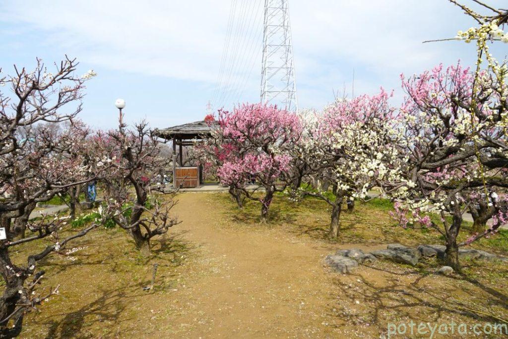 安八百梅園にある東屋の周辺の梅の木