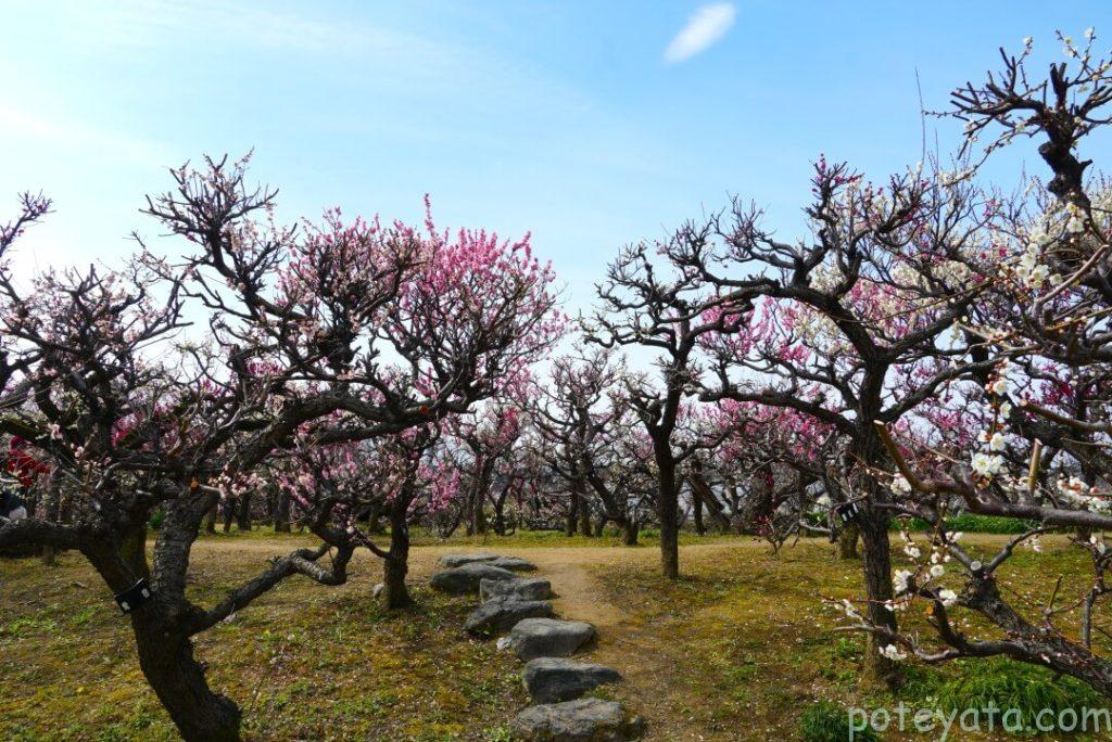 安八百梅園の中にある石段と梅の木