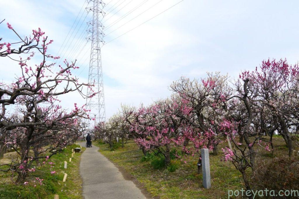 安八百梅園の道の両側に咲く梅