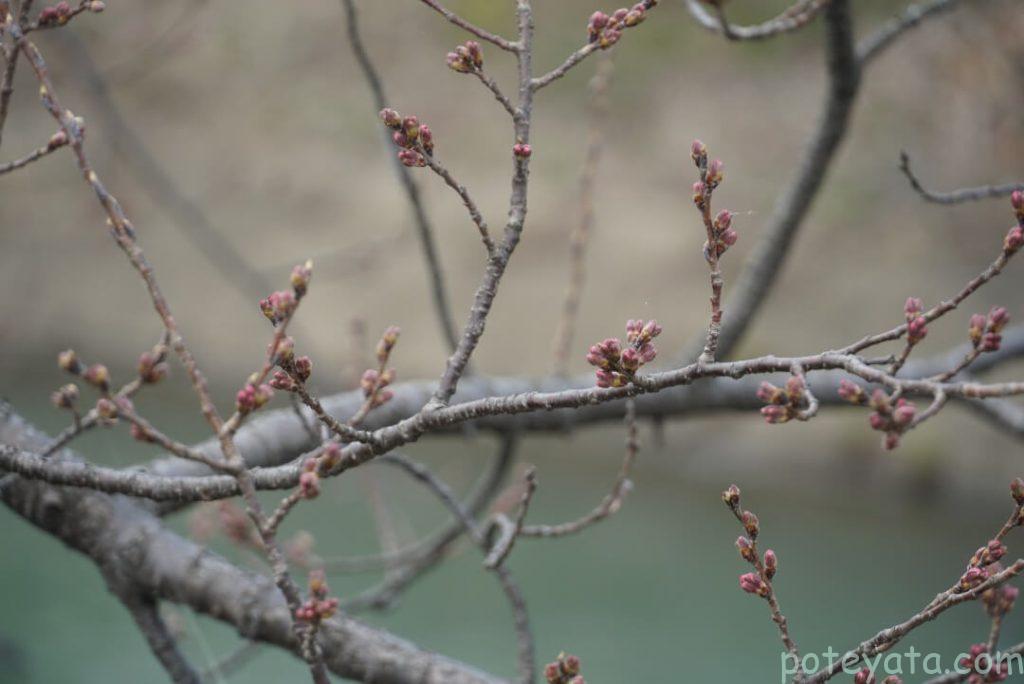 安八百梅園の横を流れる中須川沿いにある桜のつぼみ