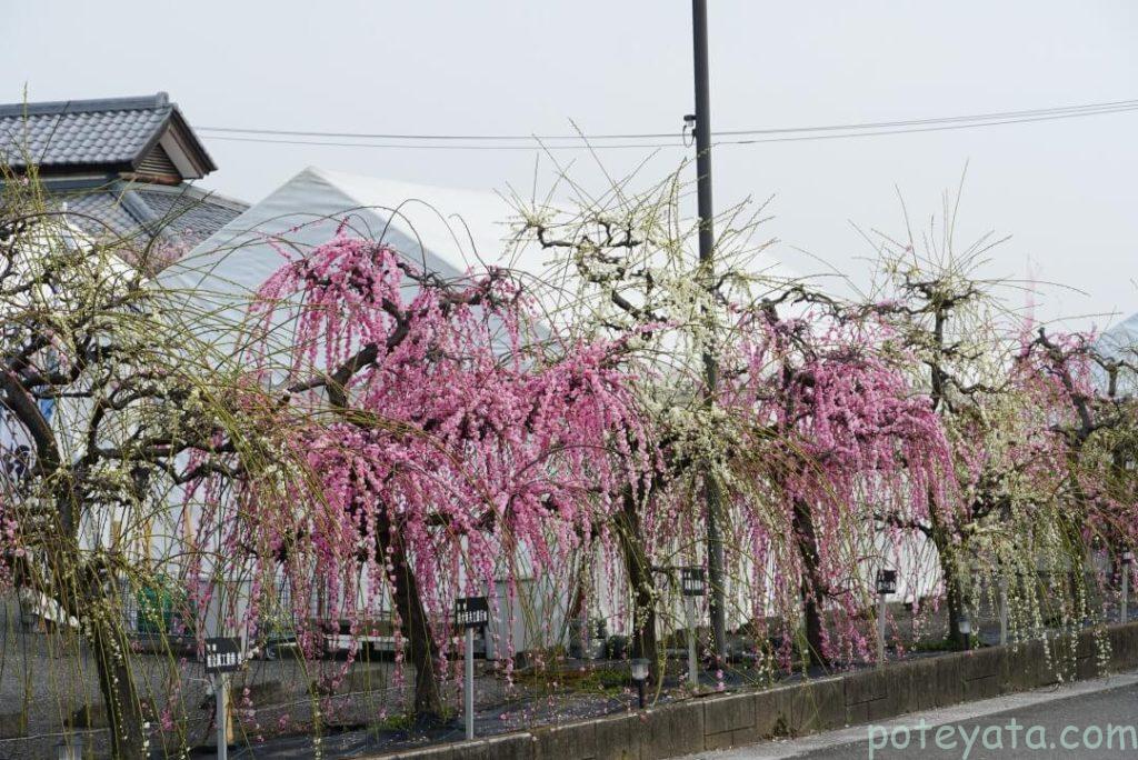 安八百梅園に咲くしだれ梅