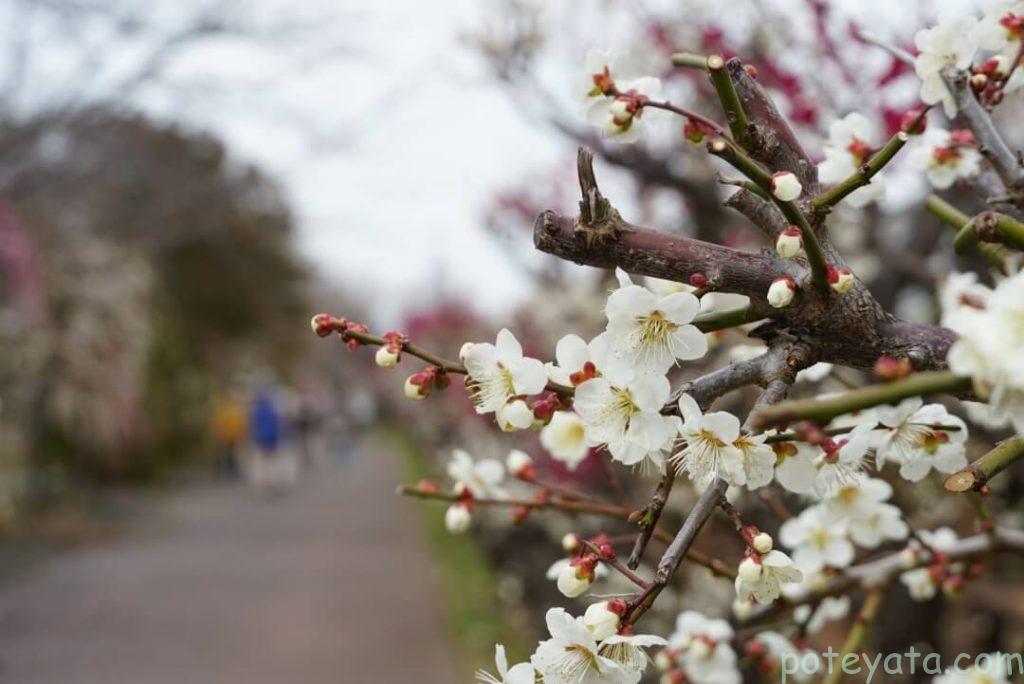 川沿いの梅の花
