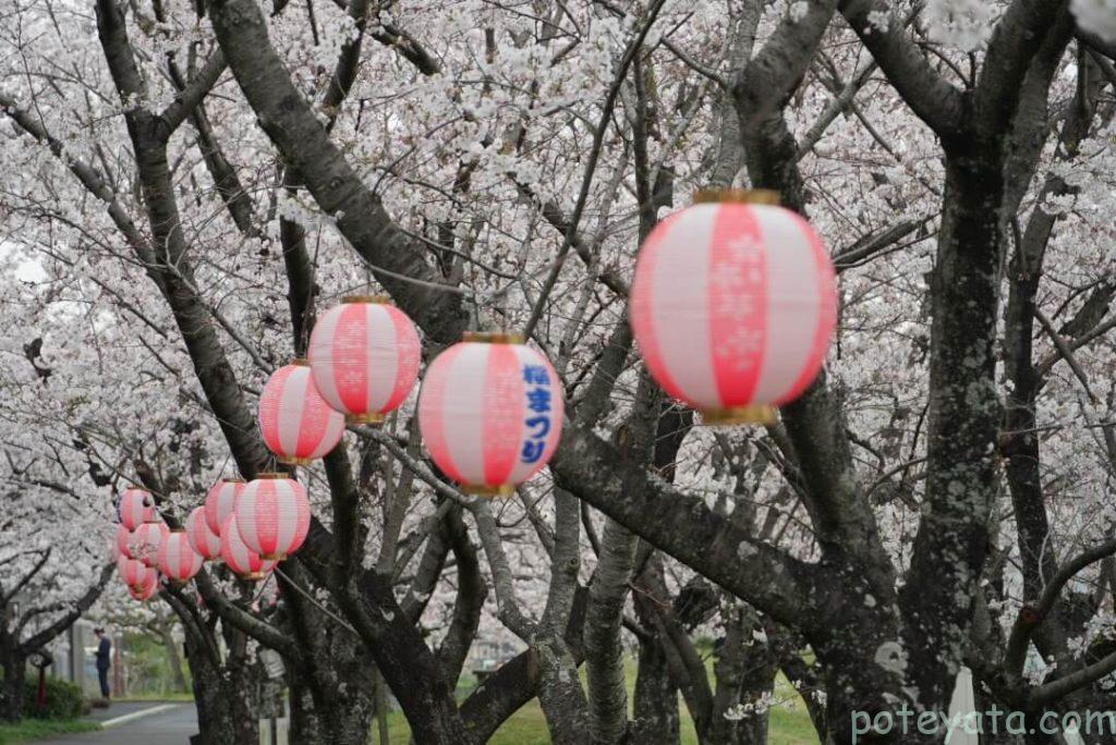 旭公園にあるさくら祭りのぼんぼり