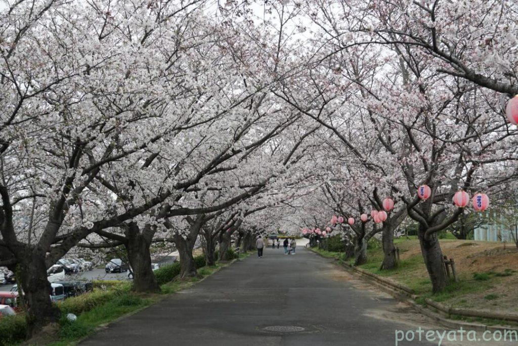 旭公園の桜のトンネル