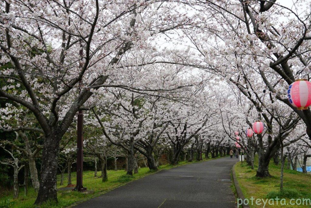 旭公園の満開の桜の木