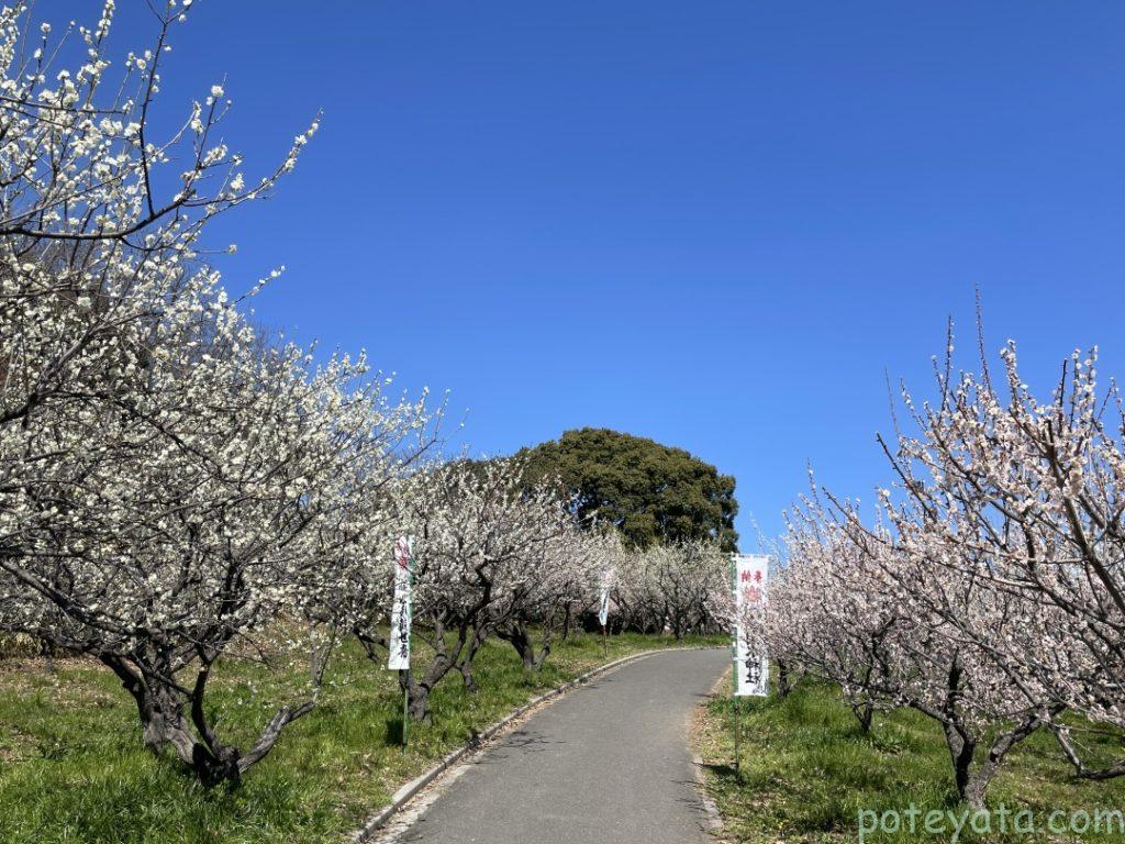 佐布里池公園にある両サイドを梅の木が並んでいる道
