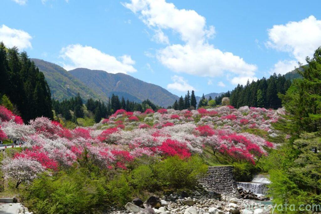 花桃の里に咲くたくさんの花桃の花