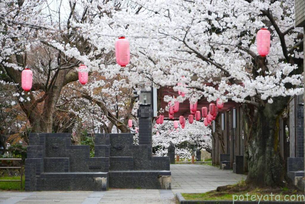 大山緑地内に咲くさくらの木