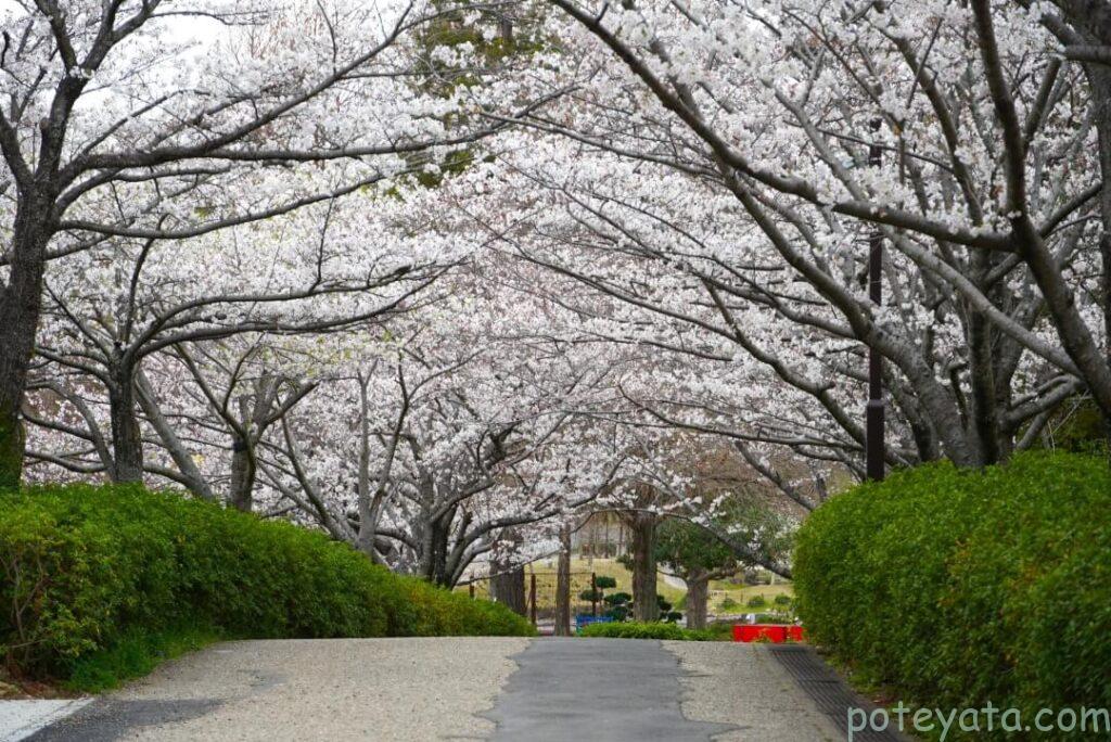 於大公園のさくらのトンネル
