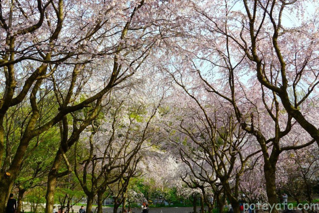 東山動植物園のさくらの回廊の満開の桜