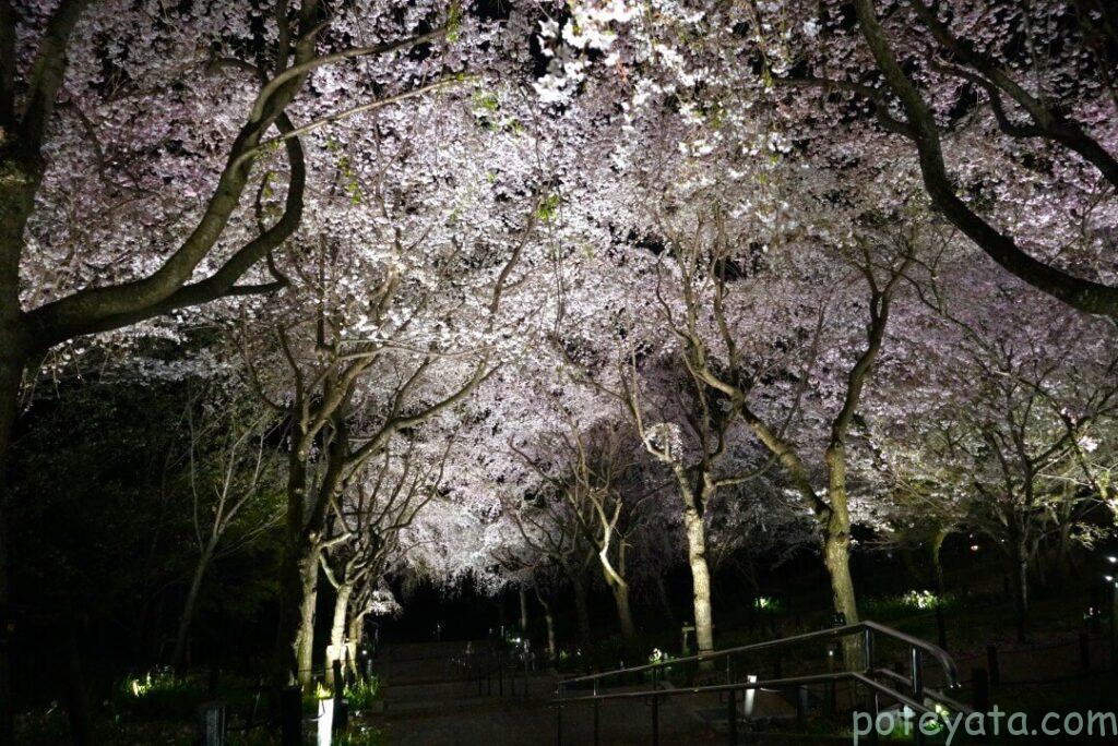 東山植物園の桜のライトアップ