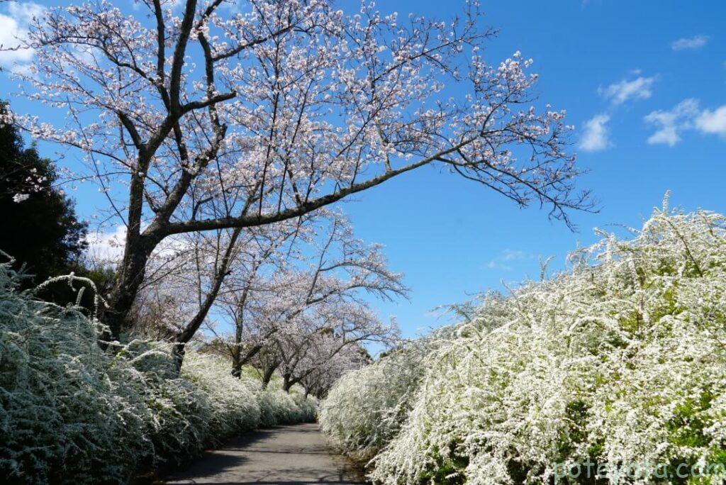 愛知県緑化センターに咲くシロヤナギと桜の花