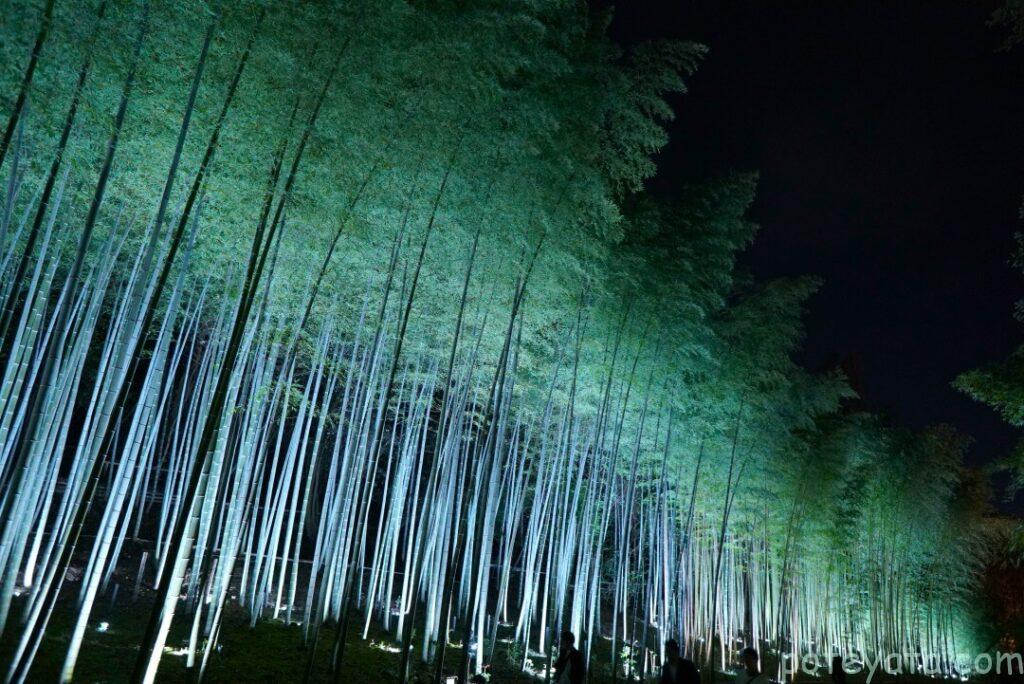 東山植物園のライトアップされた竹林