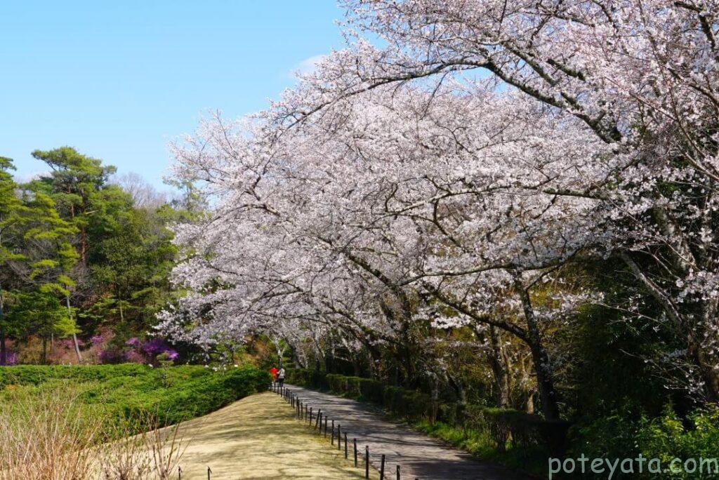 道に覆いかぶさるように咲く桜