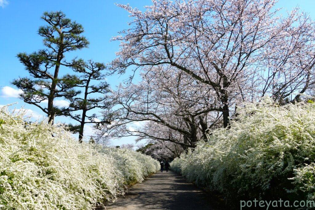 両側に咲くシロヤナギの花と桜