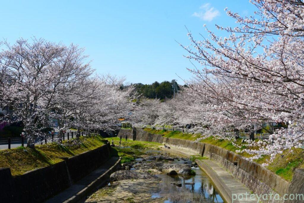 飯野川に架かる橋の上から見た桜並木