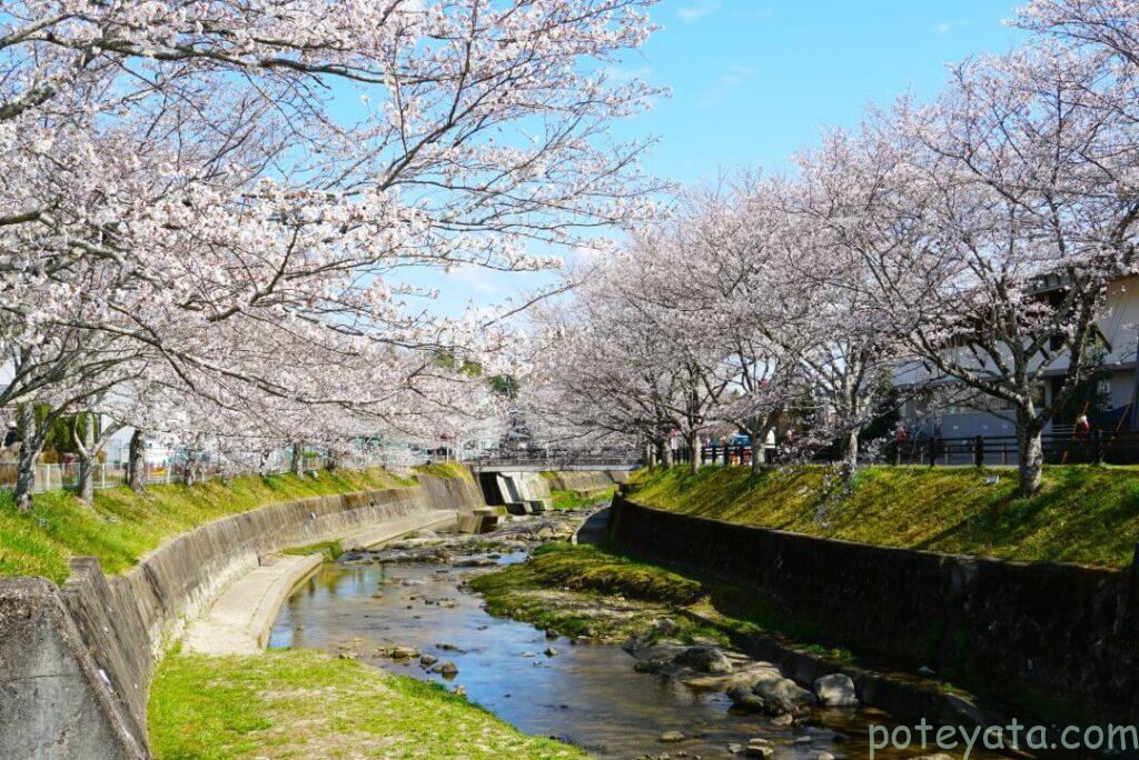 飯野川の両岸に咲く桜