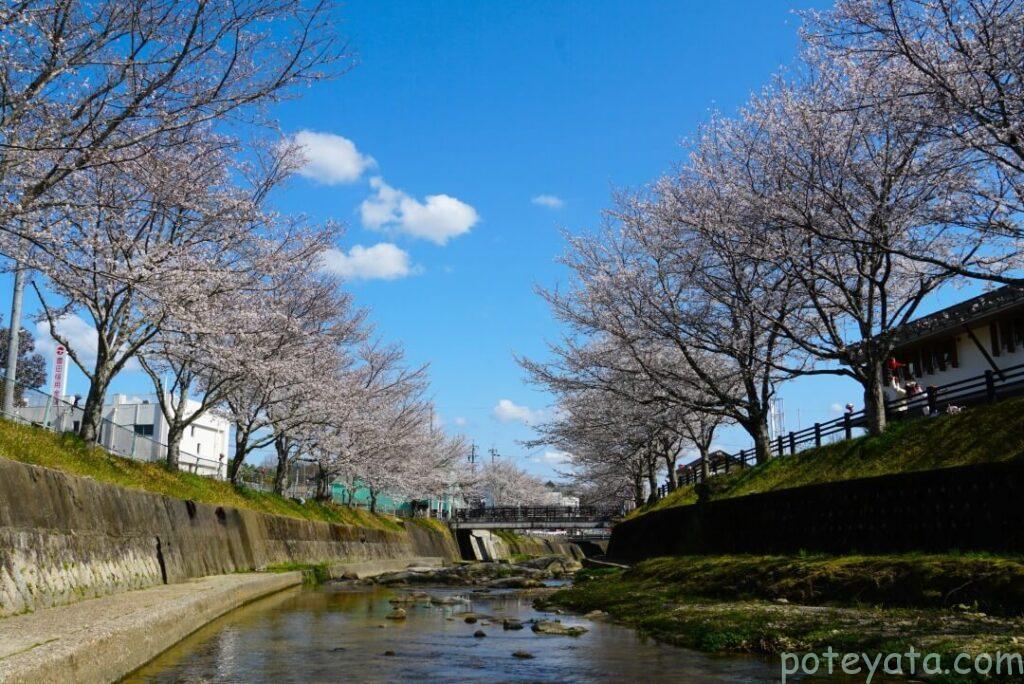 飯野川の川岸から見上げた桜並木