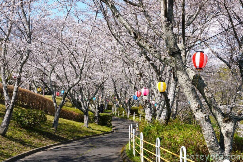 平戸橋公園の桜並木