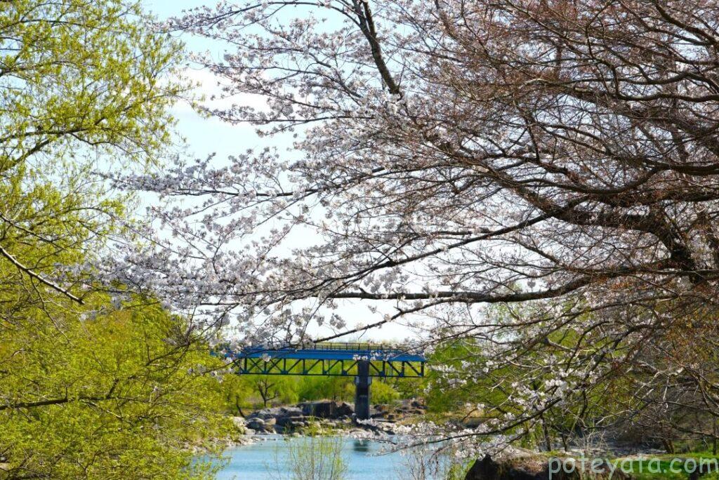 矢作川の架かる橋と桜の木