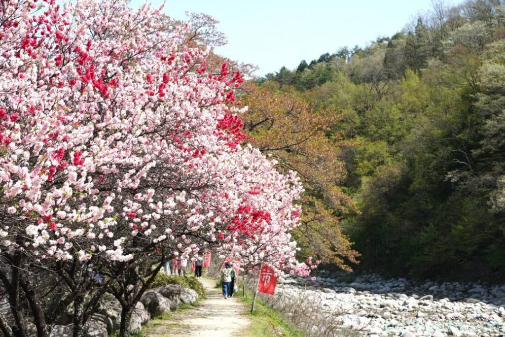 川沿いに咲く花桃