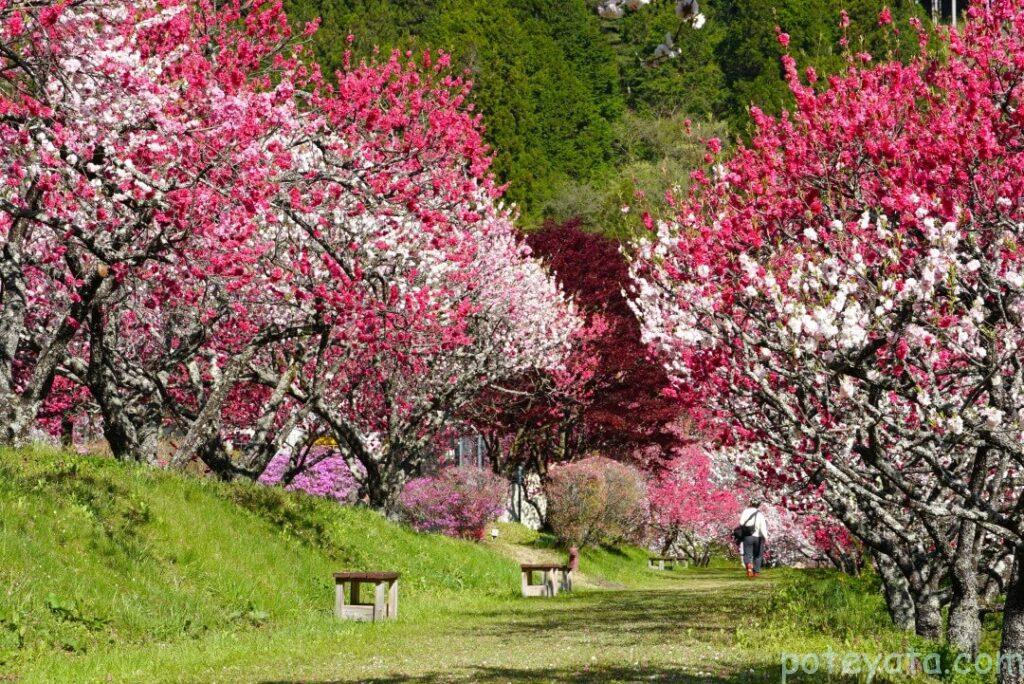 道の両側に咲く花桃の木