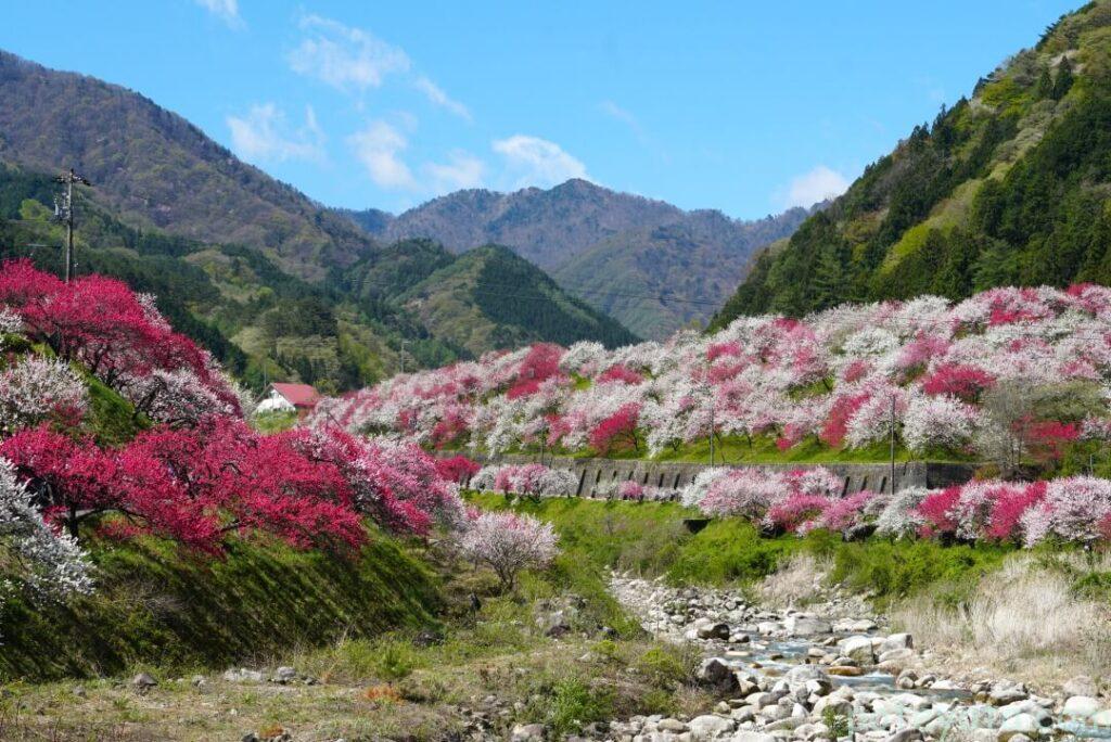 川の両側に咲く花桃