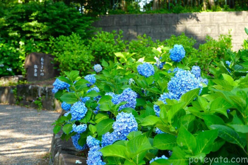 鶴舞公園入口に咲く紫陽花