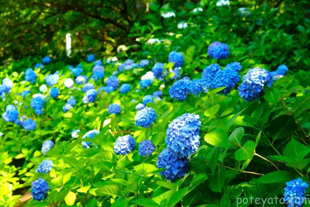 鶴舞公園の紫陽花の道に咲く紫陽花