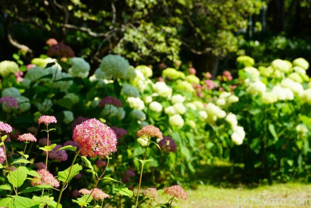 ピンクと白色の紫陽花