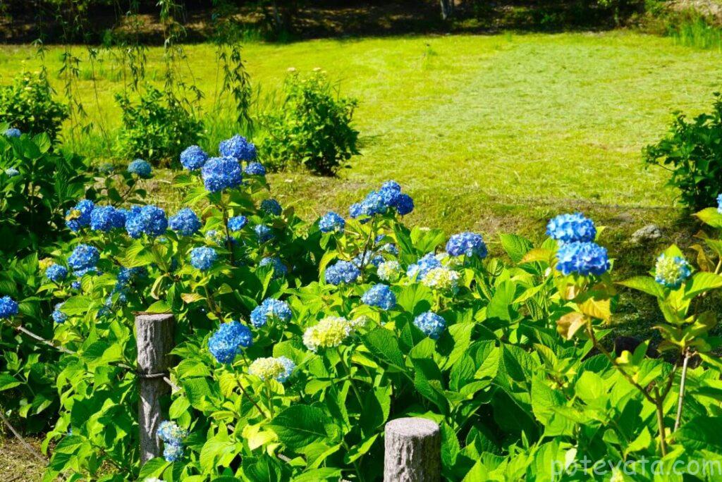 あじさい園に咲くたくさんの紫陽花