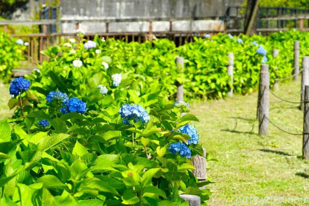 あじさい園に咲きはじめた紫陽花