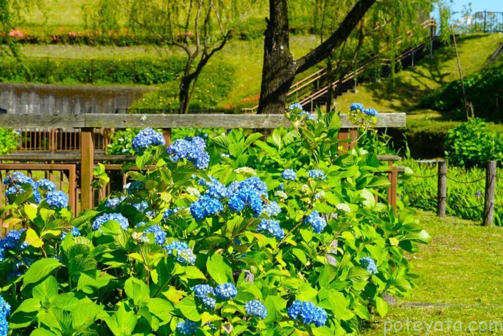 あじさい園の川沿いに咲く紫陽花