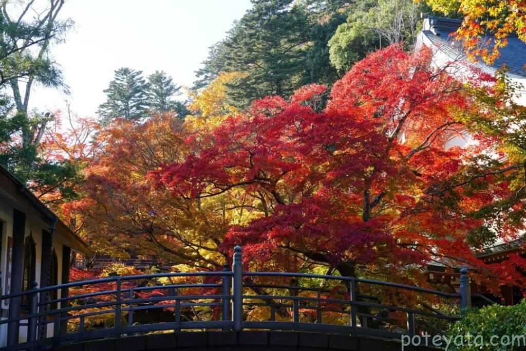 永源寺の渡り橋と紅葉