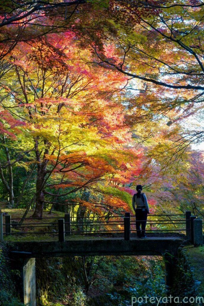 橋の上から紅葉を見る