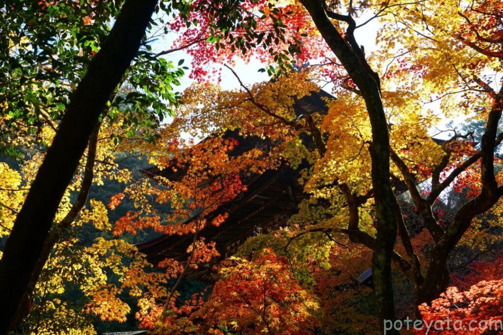 紅葉越しに見る西明寺の三重塔