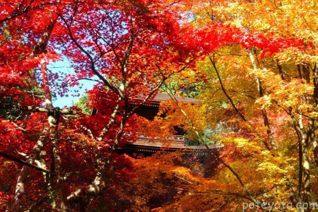 金剛輪寺の三重塔と紅葉