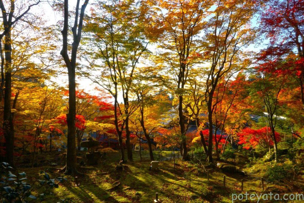 山を彩る紅葉