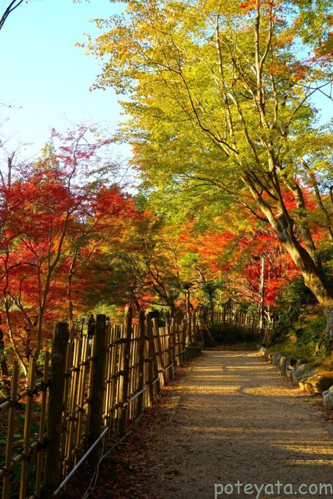 百済寺の山の中の紅葉