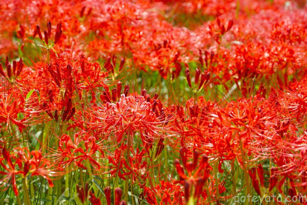 彼岸花が群生している