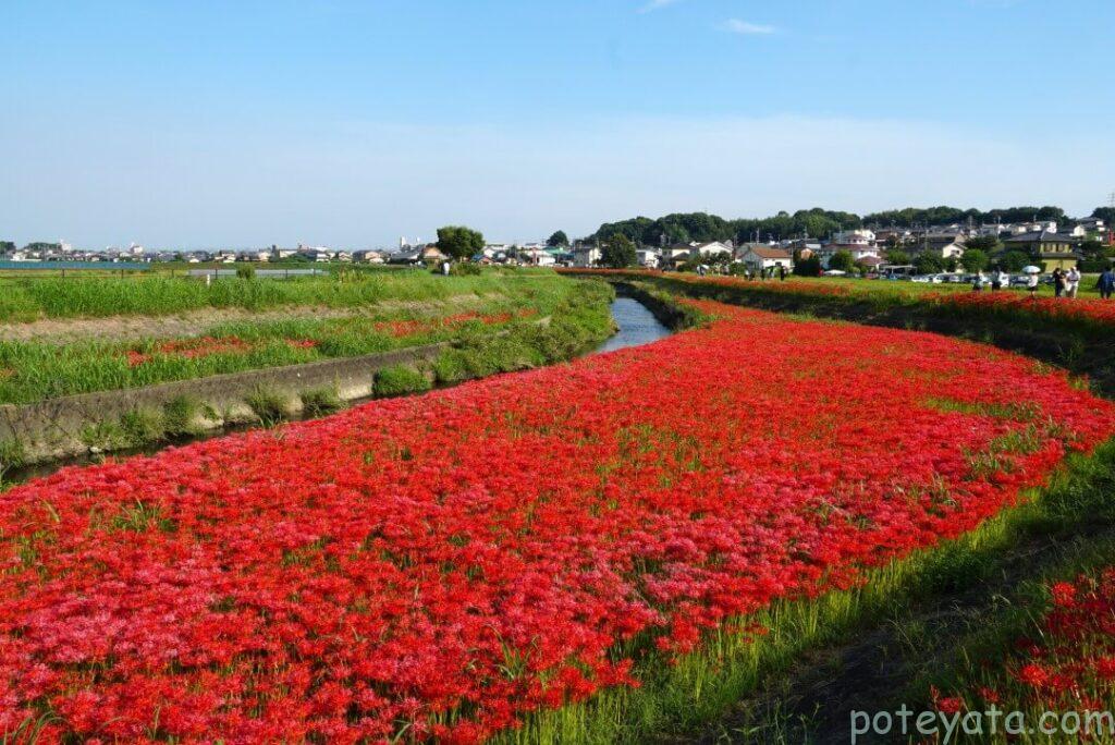 矢勝川の堤防を埋め尽くす彼岸花
